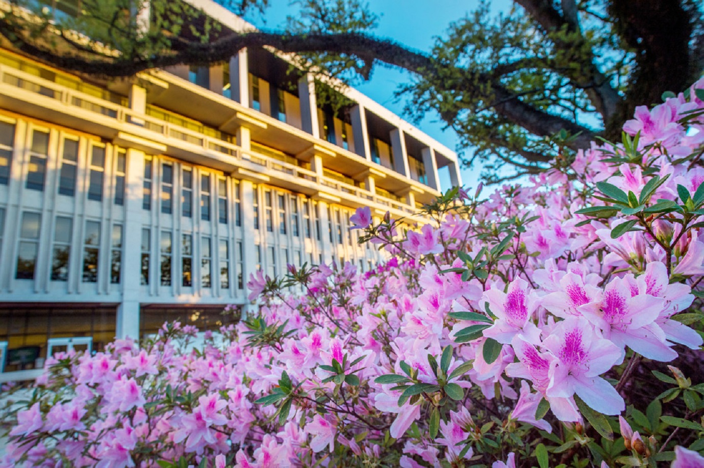 Flowers and Howard-Tilton Building